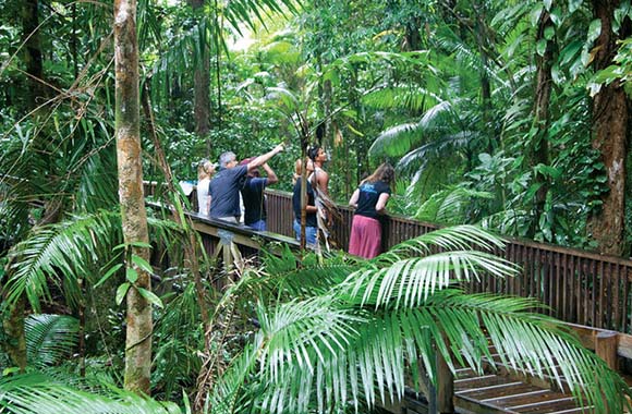 tropical journeys daintree